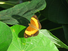 Cupha prosope