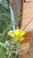 Erysimum flavum