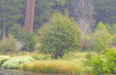 Alnus incana tenuifolia