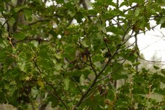 Alnus incana tenuifolia