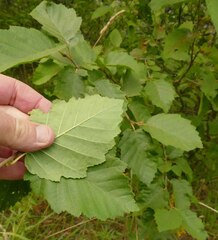 Alnus incana tenuifolia