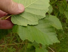 Alnus incana tenuifolia