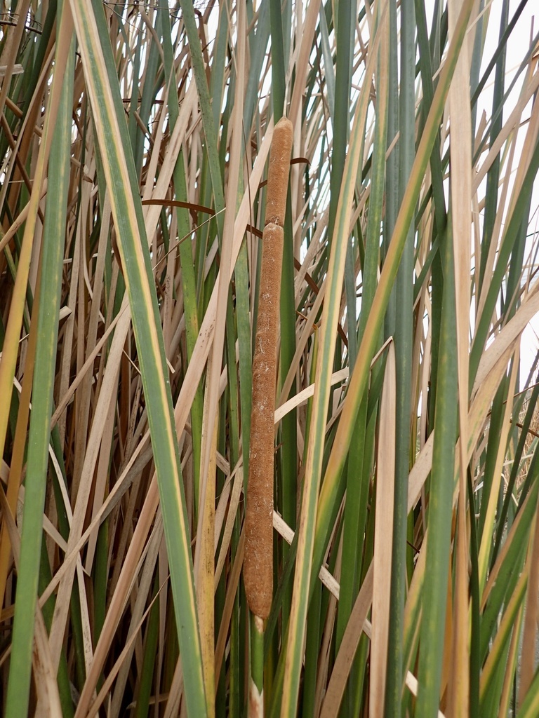Cattail — research-grade photo via iNaturalist