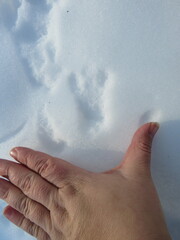 Didelphis virginiana