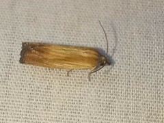 Eucosma umbrastriana