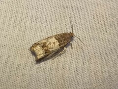 Notocelia rosaecolana