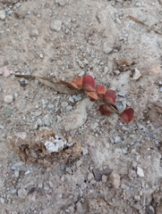 Terminalia paniculata