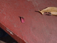 Terminalia paniculata