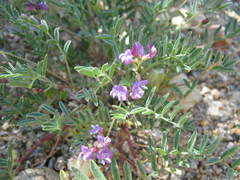 Astragalus nutans