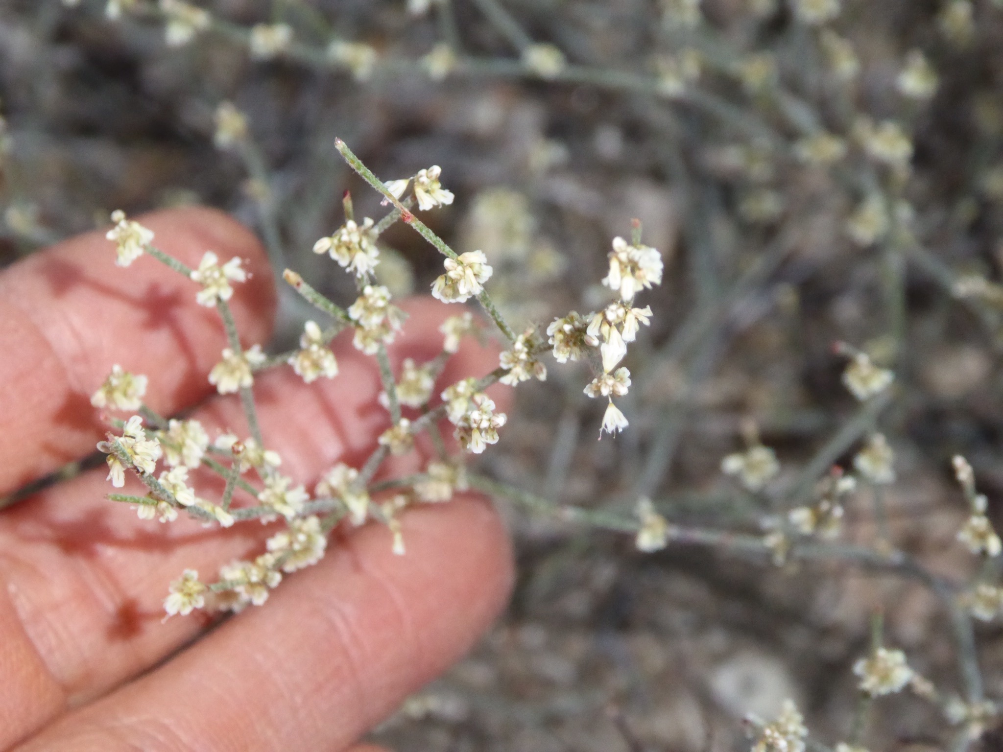 Eriogonum baileyi var. praebens