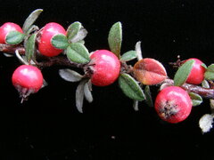 Cotoneaster hodjingensis