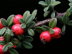 Cotoneaster hodjingensis
