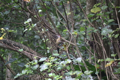 Picus vittatus
