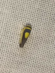 Colladonus clitellarius