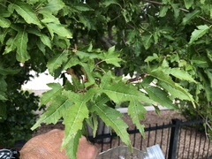 Acer ginnala