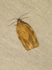 Choristoneura fractivittana