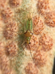 Felisacus elegantulus