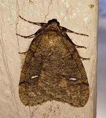 Paleacrita merriccata