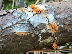 Calocera viscosa