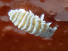 Odontellidae
