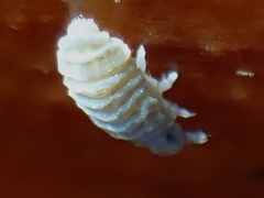 Odontellidae