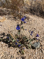 Phacelia crenulata