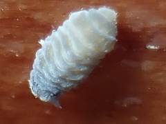 Odontellidae