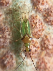Felisacus elegantulus