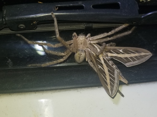 Giant Crab Spider photo 4