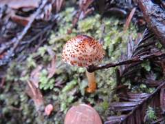 Lepiota castanea