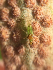 Felisacus elegantulus