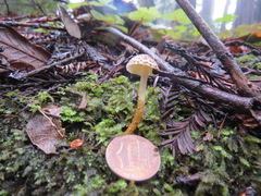 Lepiota castanea