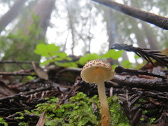 Lepiota castanea