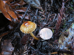Lepiota castanea