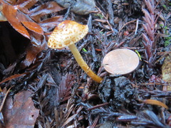 Lepiota castanea