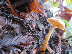 Lepiota castanea