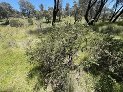 Grevillea lanigera