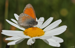 Coenonympha symphita
