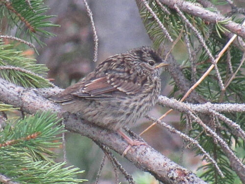 White-crowned Sparrow photographed in Idaho