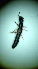 Xantholinus longiventris