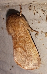 Psaphida styracis
