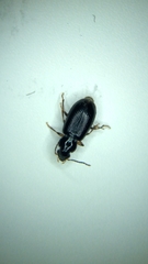 Bradycellus californicus