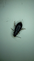 Bradycellus californicus