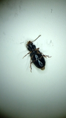 Bradycellus californicus