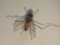 Cholomyia