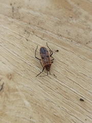 Physopelta quadriguttata