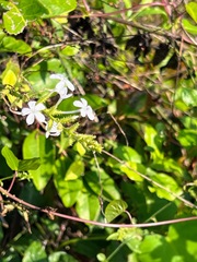 Plumbago zeylanica