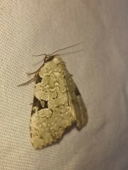 Leuconycta diphteroides