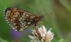 Melitaea caucasogenita
