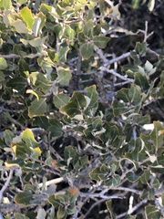 Quercus cornelius-mulleri